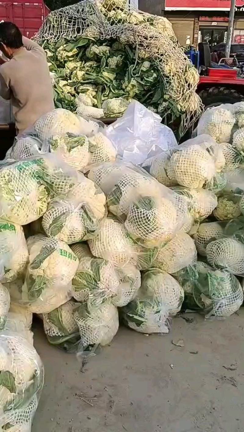 【精品】精品松花菜！基地直供，品质保障，诚信经营！