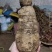 天然新鲜野生牛大力黑牛黄牛都有保证纯野生货量大批发价