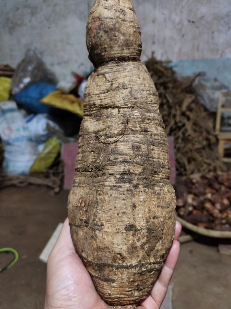 天然新鲜野生牛大力黑牛黄牛都有保证纯野生货量大批发价