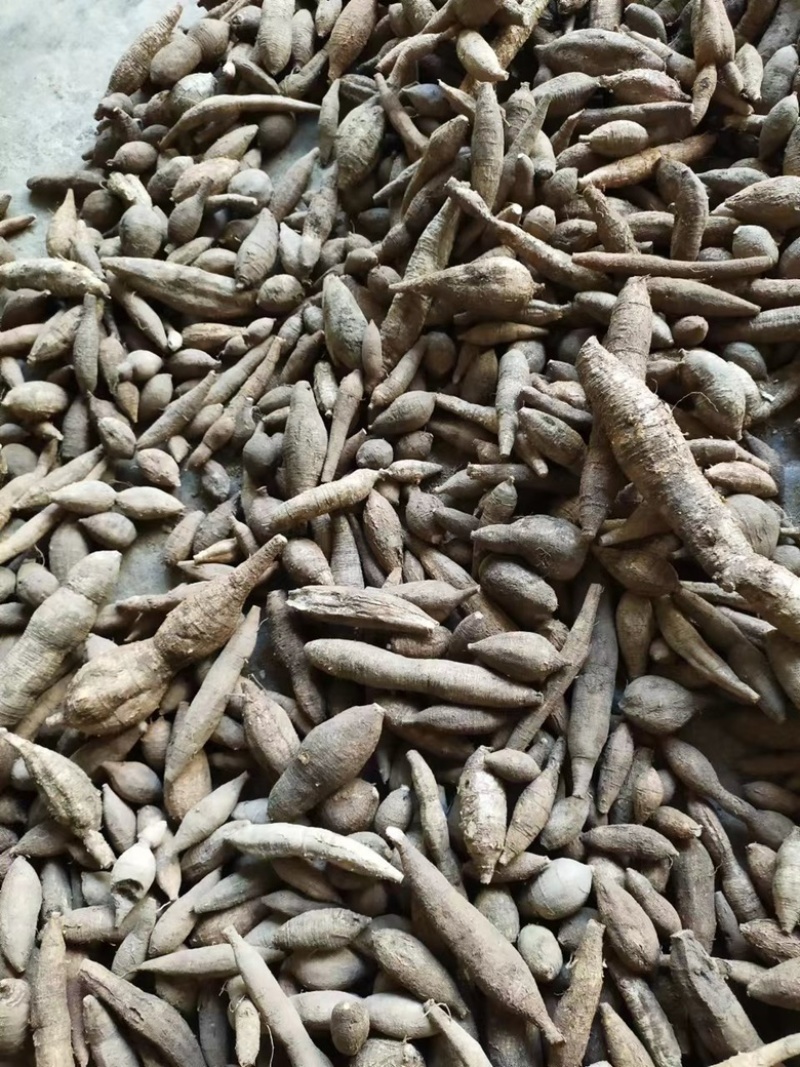 天然新鲜野生牛大力黑牛黄牛都有保证纯野生货量大批发价