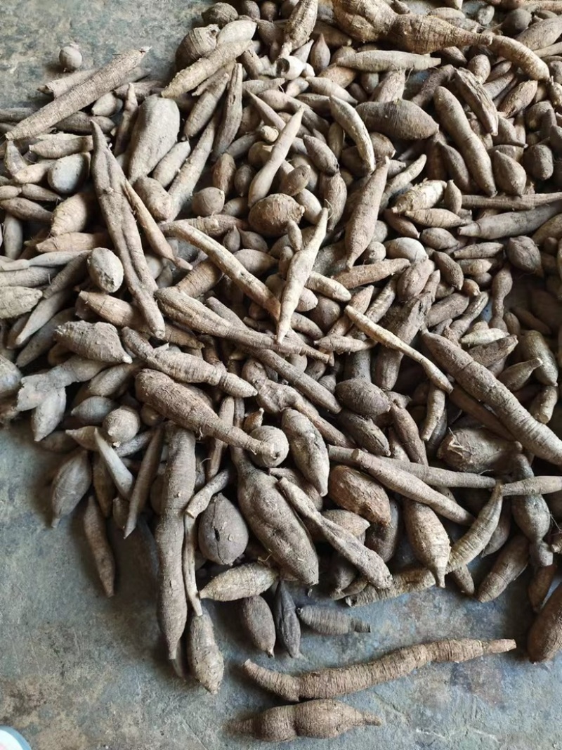 天然新鲜野生牛大力黑牛黄牛都有保证纯野生货量大批发价
