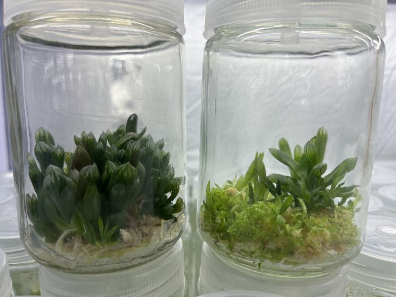 组培苗梦乡兰，文心兰，练化苗，粉色红色米色香槟色