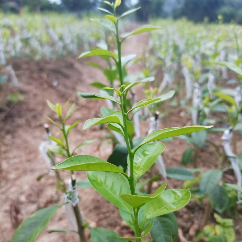 柠檬头枮木稼接陈皮柑苗，广东无籽香水柠檬苗