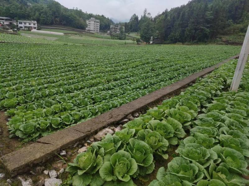 高山露地黄心白菜