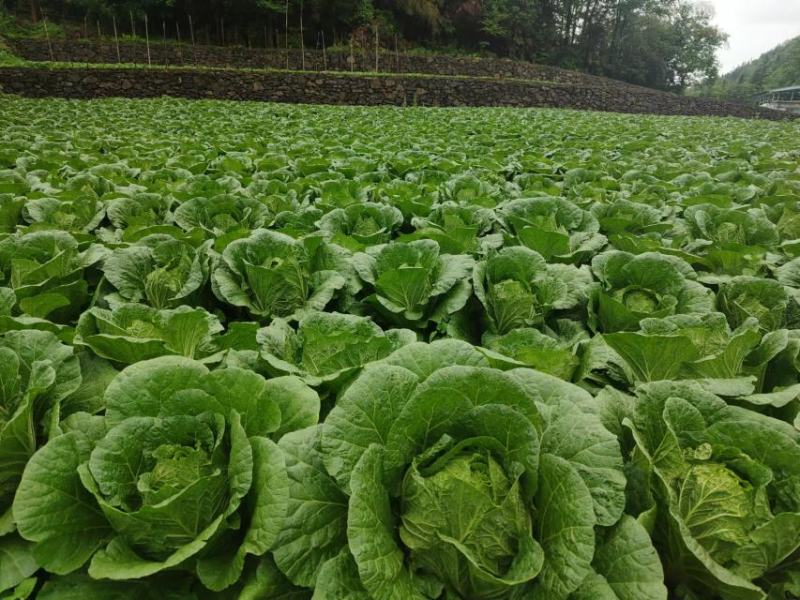 高山露地黄心白菜