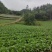 高山露地黄心白菜