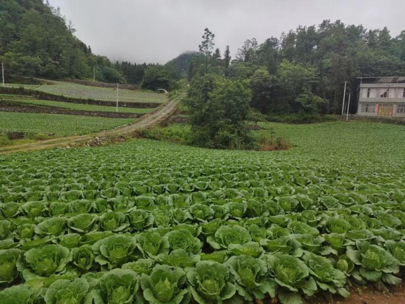 高山露地黄心白菜