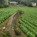 高山露地黄心白菜
