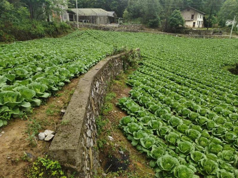 高山露地黄心白菜