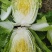 高山露地黄心白菜