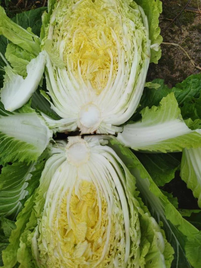 高山露地黄心白菜