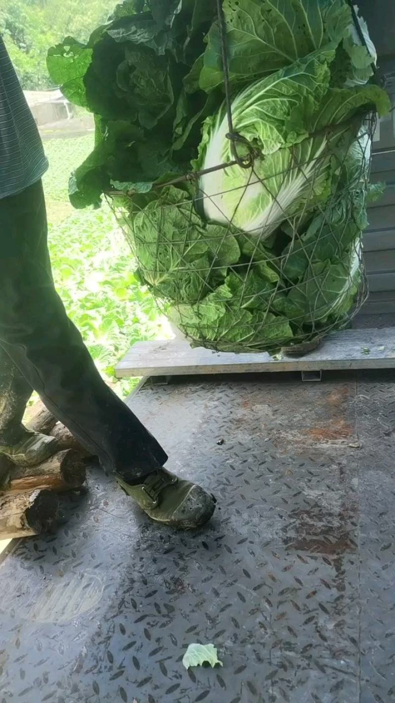 高山露地黄心白菜