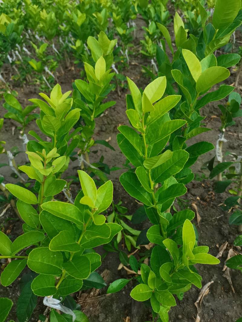柠檬头枮木稼接陈皮柑苗，广东无籽香水柠檬苗