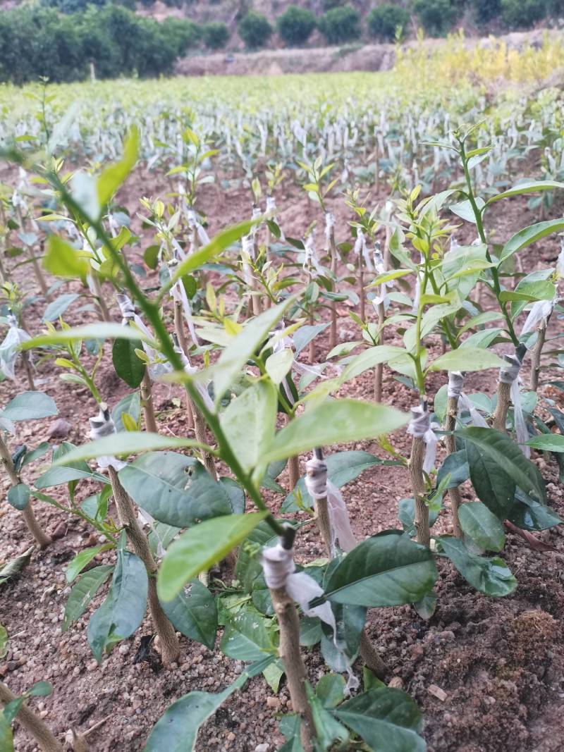 柠檬头枮木稼接陈皮柑苗，广东无籽香水柠檬苗