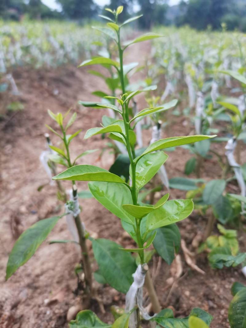 柠檬头枮木稼接陈皮柑苗，广东无籽香水柠檬苗