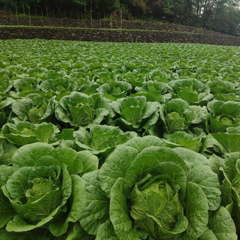 高山露地黄心白菜