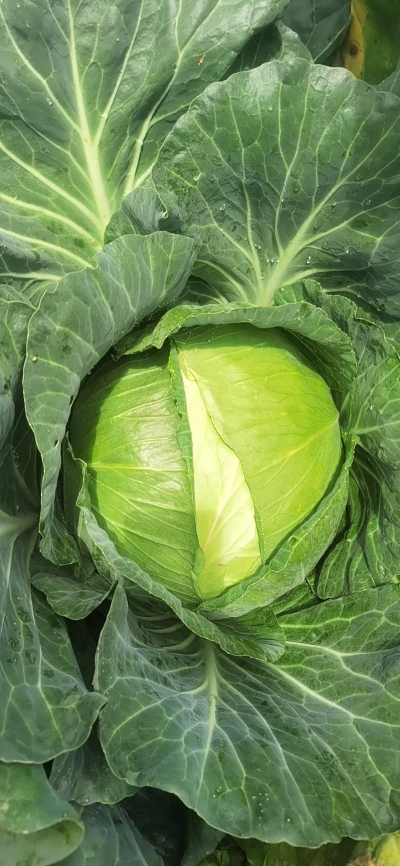包菜