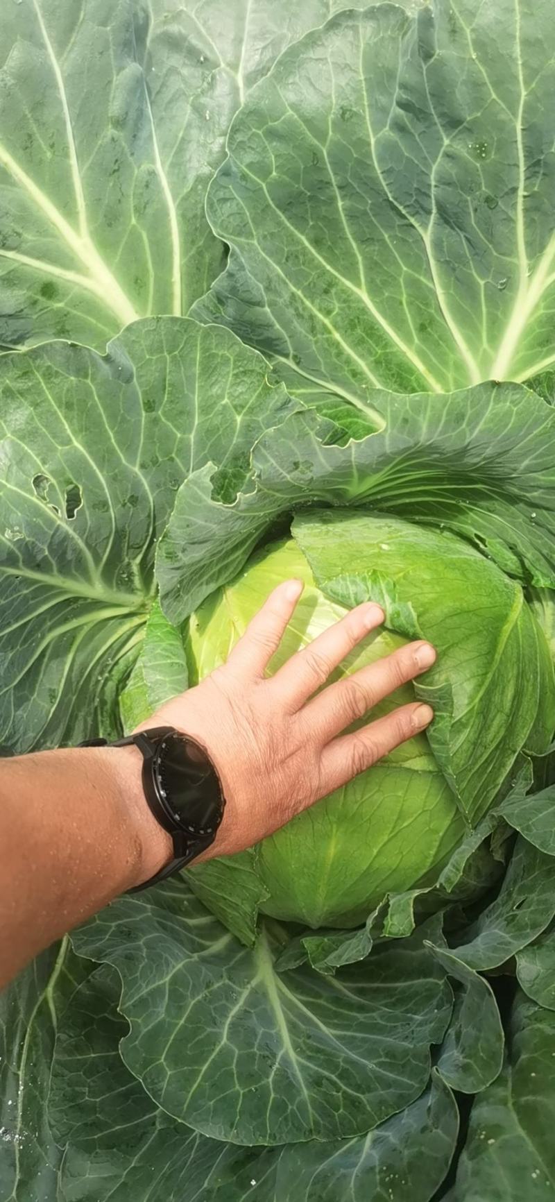 包菜