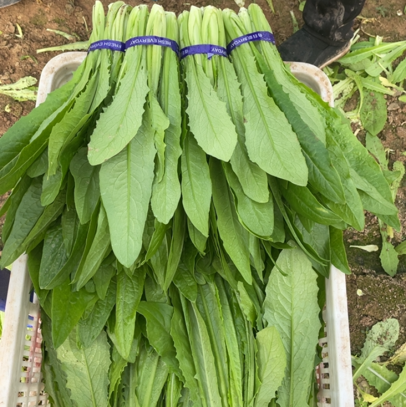 油麦菜