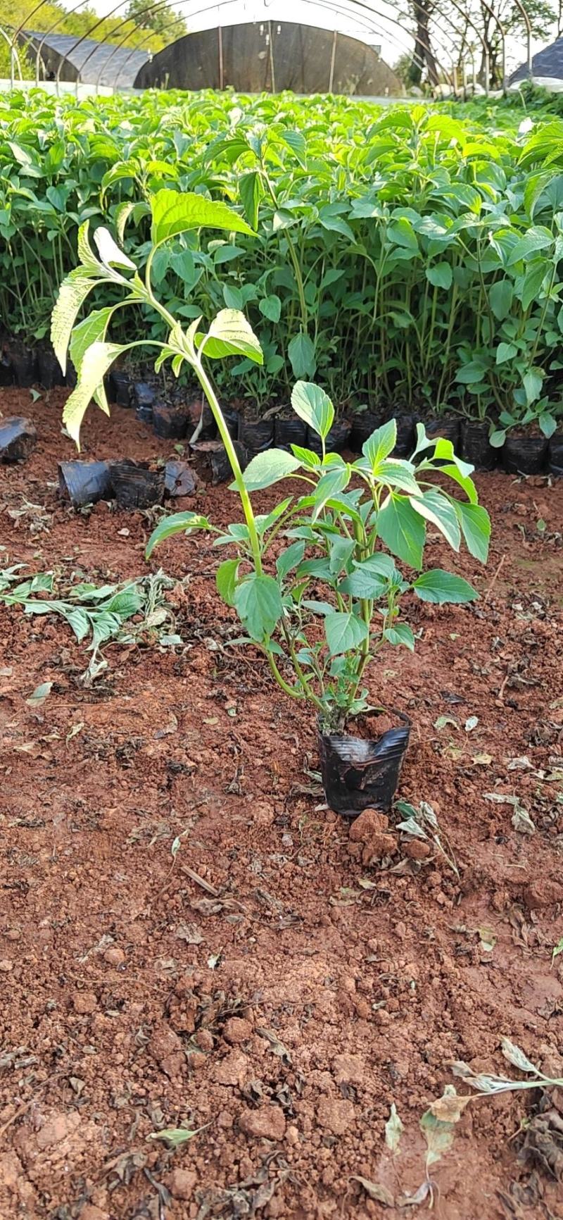 蓝花鼠尾草高度40公分，昆明苗木基地批发价格