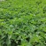 蓝花鼠尾草高度40公分，昆明苗木基地批发价格