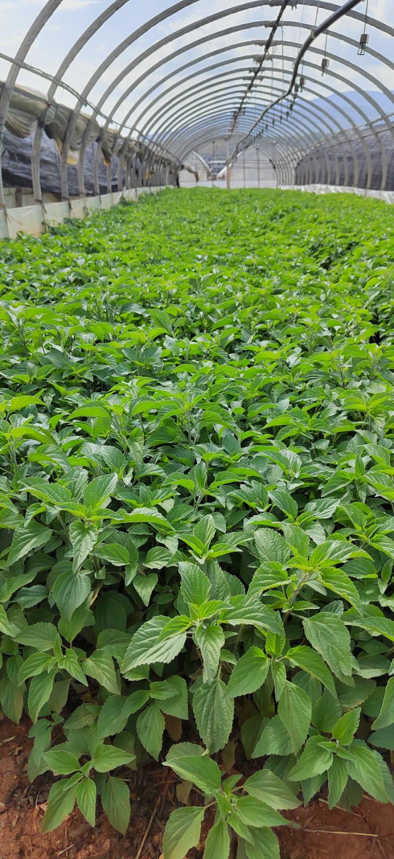 蓝花鼠尾草高度40公分，昆明苗木基地批发价格
