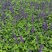 蓝花鼠尾草高度40公分，昆明苗木基地批发价格