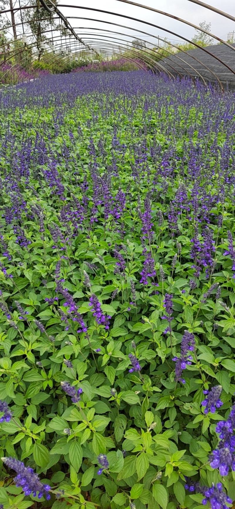 蓝花鼠尾草高度40公分，昆明苗木基地批发价格