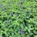 蓝花鼠尾草高度40公分，昆明苗木基地批发价格