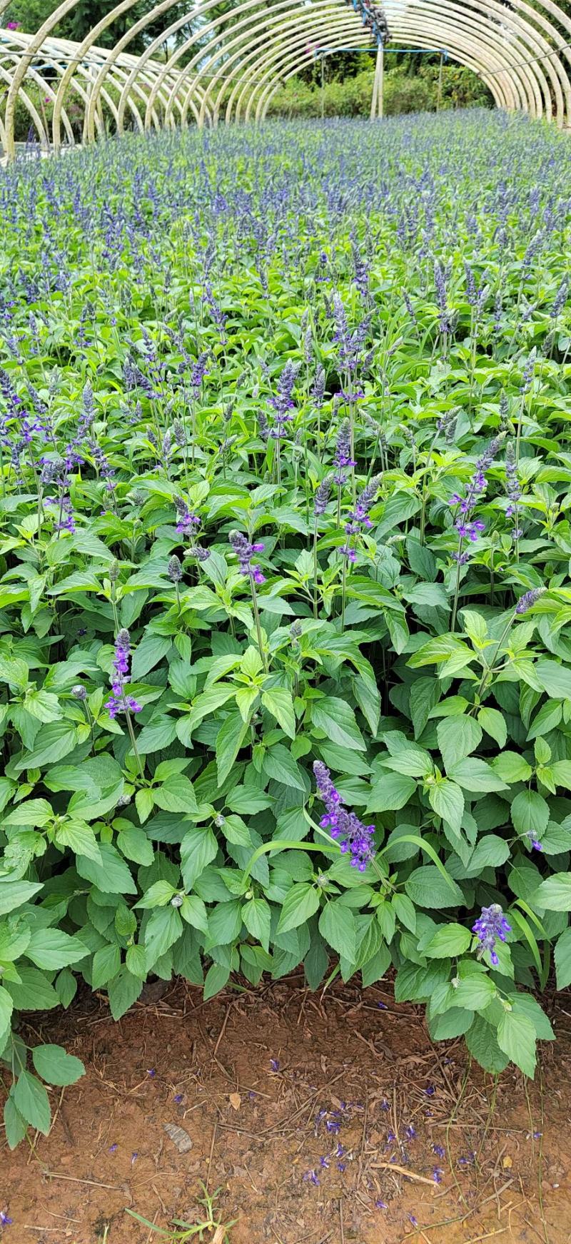 蓝花鼠尾草高度40公分，昆明苗木基地批发价格