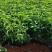 蓝花鼠尾草高度40公分，昆明苗木基地批发价格