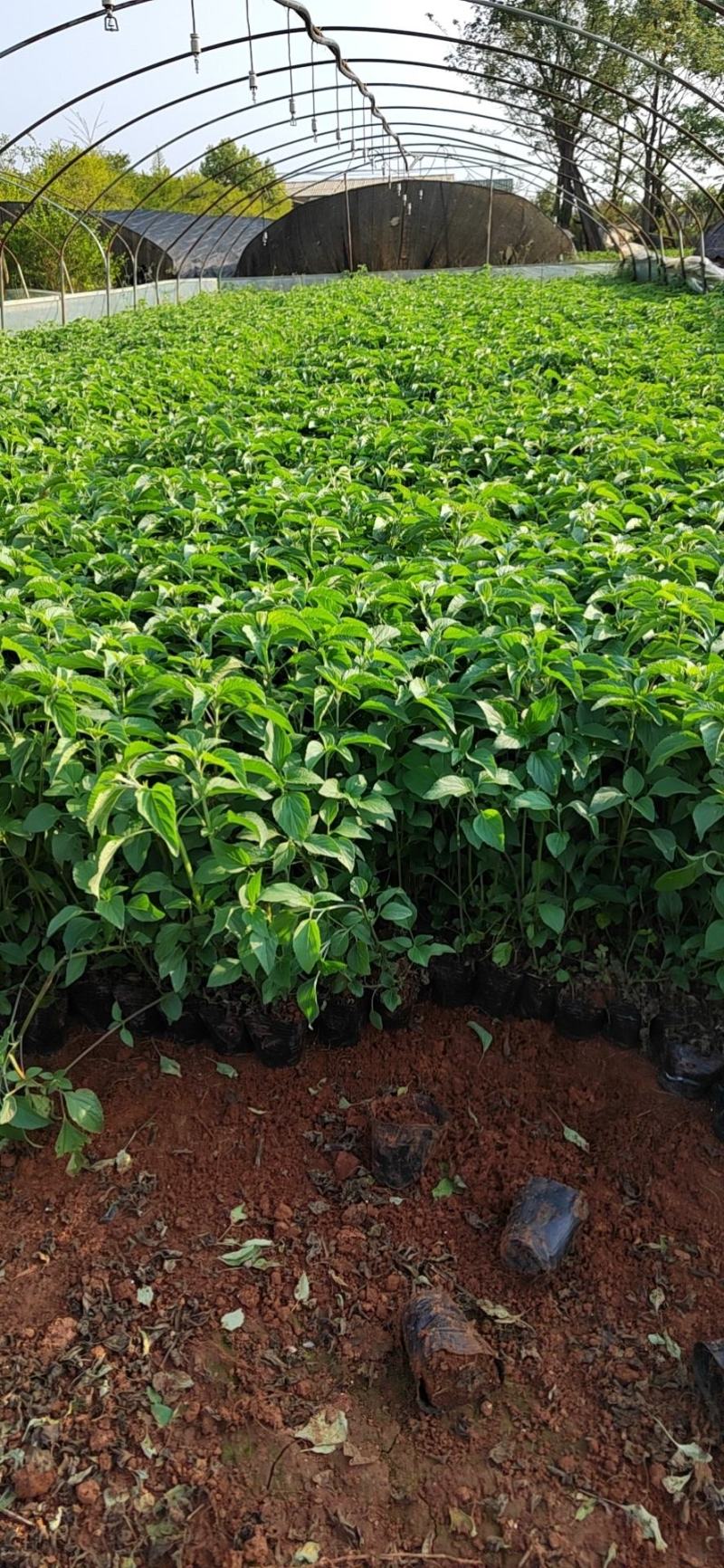 蓝花鼠尾草高度40公分，昆明苗木基地批发价格