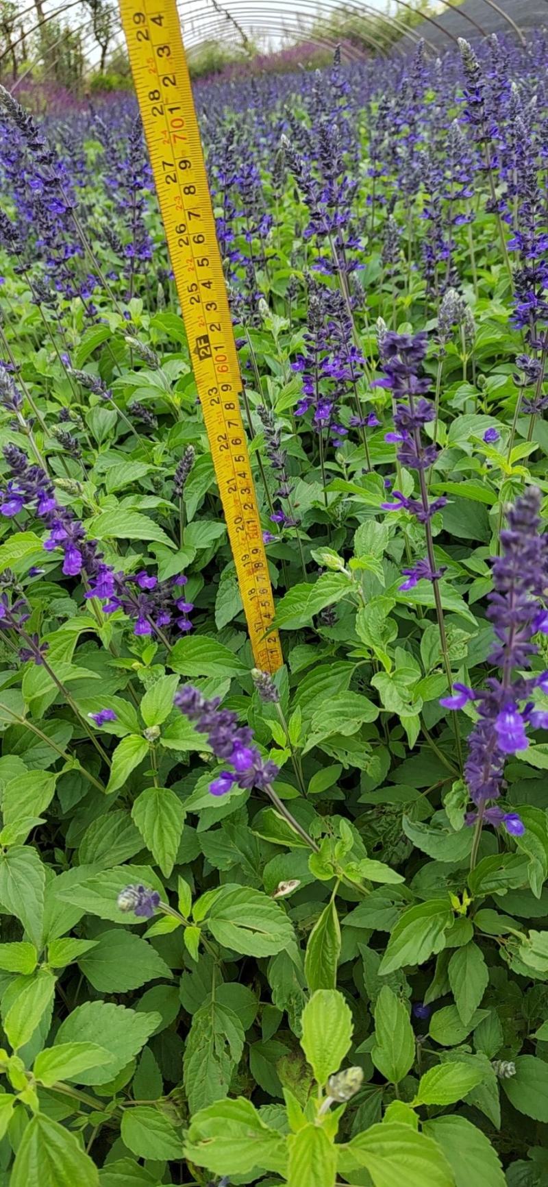 蓝花鼠尾草高度40公分，昆明苗木基地批发价格