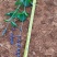蓝花鼠尾草高度40公分，昆明苗木基地批发价格