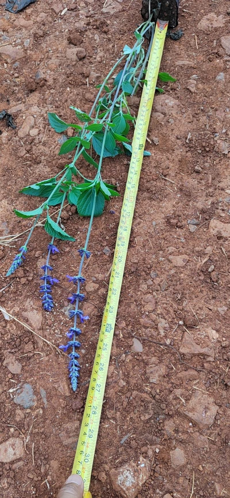 蓝花鼠尾草高度40公分，昆明苗木基地批发价格