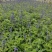 蓝花鼠尾草高度40公分，昆明苗木基地批发价格