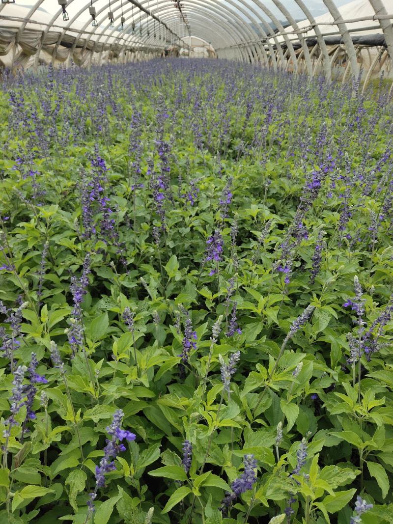 蓝花鼠尾草高度40公分，昆明苗木基地批发价格