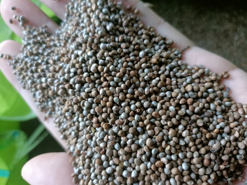 八成熟灰苏子净货