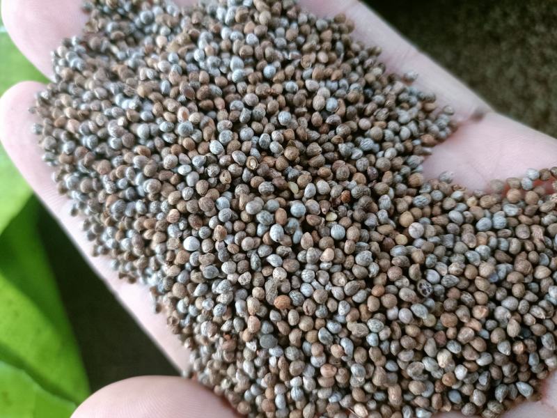 八成熟灰苏子净货