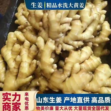 【生姜】山东窖藏大黄姜产地一手货源物美价廉品质保证欢迎