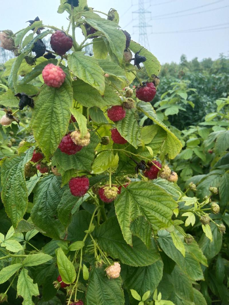 濮阳农场发展树莓种植，保回收签回收合同。