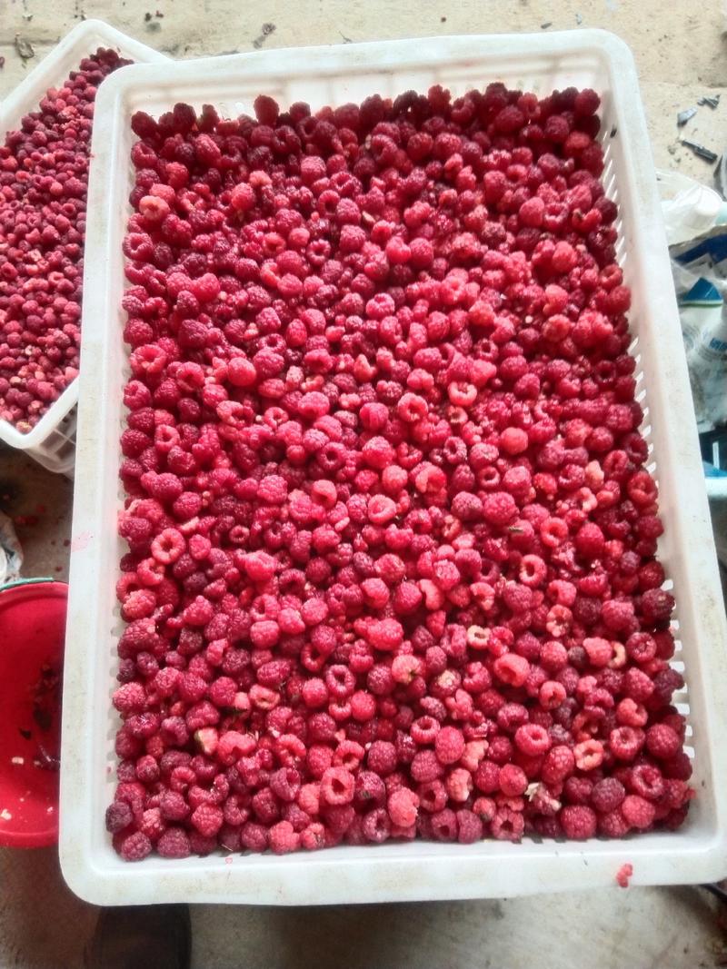 濮阳农场发展树莓种植，保回收签回收合同。