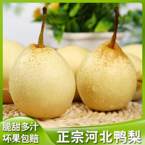 河北精品鸭梨，现货供应，质量保证可打包供应各大市场商超