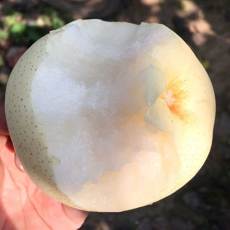 河北精品鸭梨，现货供应，质量保证可打包供应各大市场商超