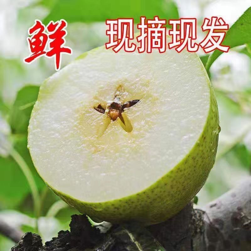 河北精品鸭梨，现货供应，质量保证可打包供应各大市场商超