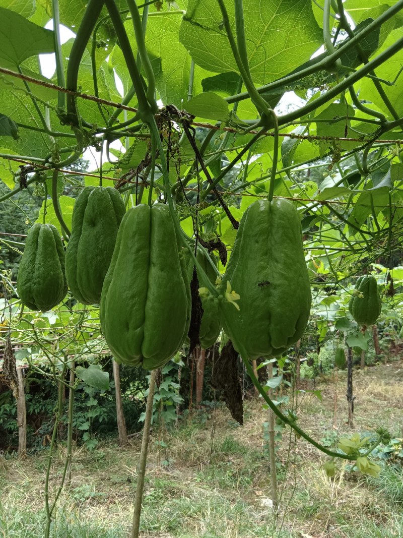 扶手瓜大量上市。绿皮瓜。
