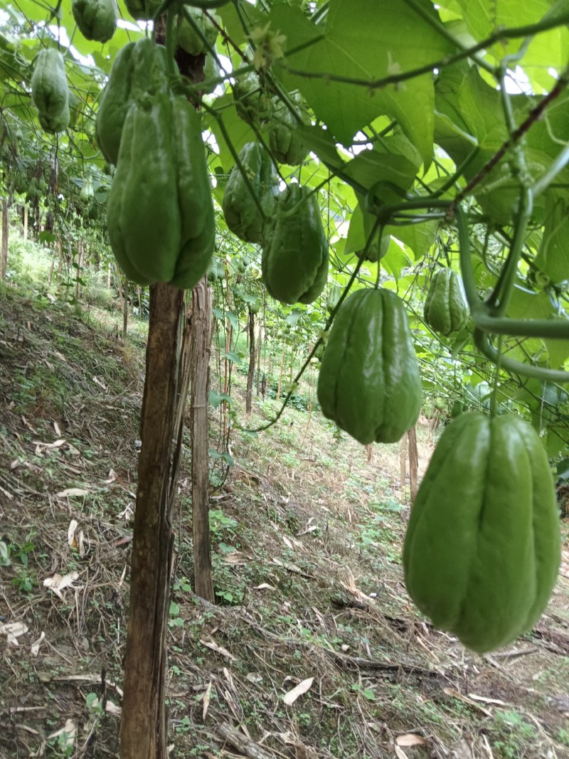 扶手瓜大量上市。绿皮瓜。