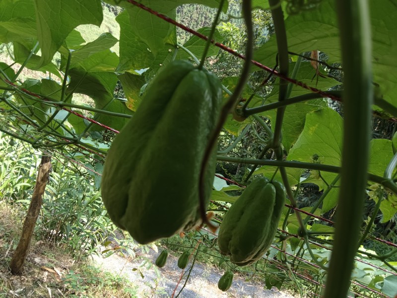 扶手瓜大量上市。绿皮瓜。