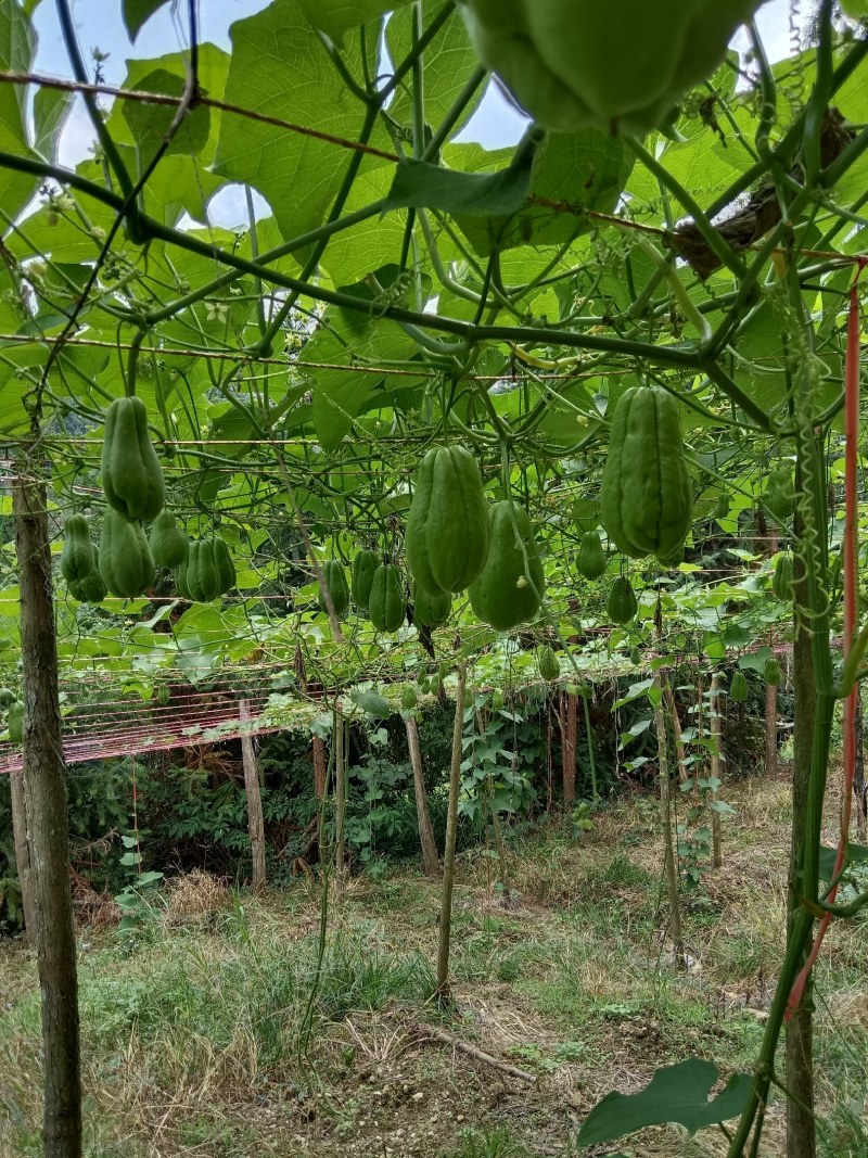 扶手瓜大量上市。绿皮瓜。