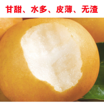 精品秋月梨，河北秋月梨大量现货现摘现发，全国供应